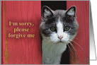 Apology, I’m Sorry, Cute Gray and White Cat card