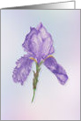 Hand Drawn Colored Pencil Purple Bearded Iris Blank All Occasion card