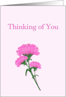 Thinking or you, Pink Carnations card