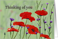 Thinking of you ,Poppies and Bachelor Buttons card