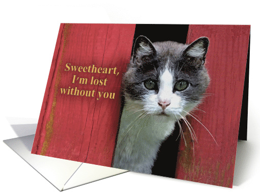 Sweetheart, Lost Without You, Photograph of Cute Cat card (1378436)