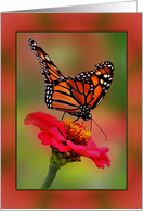Blank Inside Collage Style, with Photograph of Monarch Butterfly card