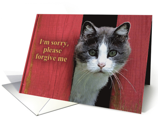 Apology, I'm Sorry, Cute Gray and White Cat card (1383240)