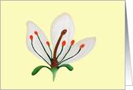 White Lily Anatomical View Botanical Blank Note card