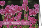 Happy Mother’s Day Field of Pink Tulips in Full Bloom card