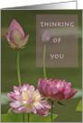 Quartet of Pink Lotus Flowers Thinking of You Blank Inside card