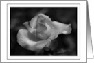 Black and White Rose with Frame Blank Inside card