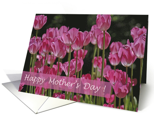 Happy Mother's Day Field of Pink Tulips in Full Bloom card (425866)