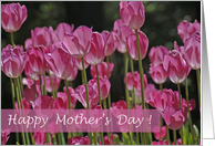 Happy Mother’s Day Field of Pink Tulips in Full Bloom card