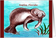 Manatee in Florida card