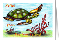 Sea turtle from...