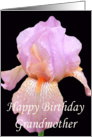 Lavender Iris Birthday Card for Grandmother card