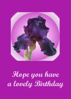Black Iris Birthday