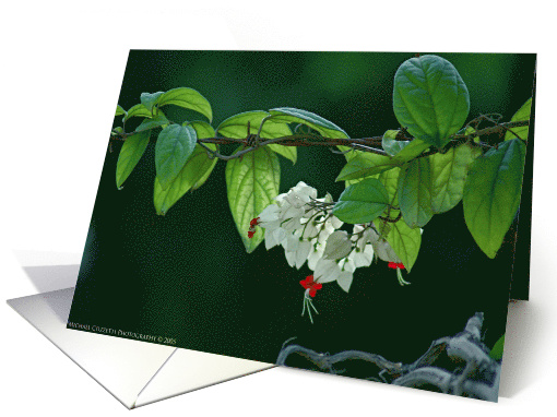 We Shall Overcome card (427778)