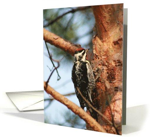 Woody Woodpecker card (430657)