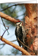 Woody Woodpecker card