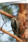 Woody Woodpecker card