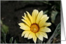 Small Daisy card
