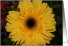 Large Daisy card
