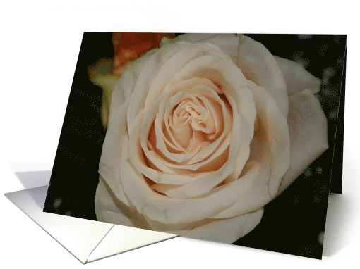 Peach Rose card (430670)