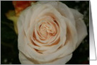 Peach Rose card