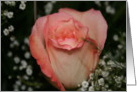 Pink Rose card