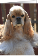 Cocker Spaniel In The Sun card