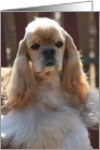 Cocker Spaniel In The Sun card