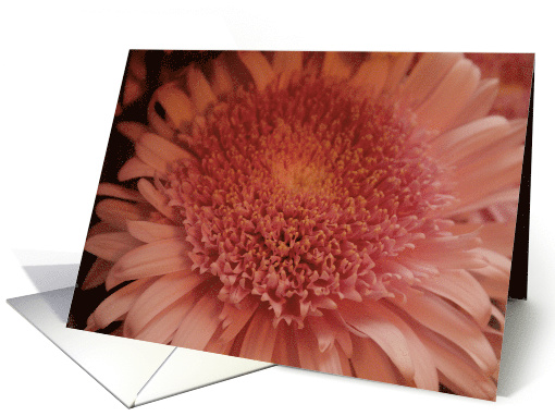 Pink Chrysanthemum card (616801)