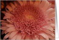 Pink Chrysanthemum card