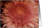 Pink Chrysanthemum card