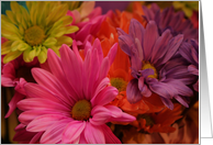 Multi-color Daisies card