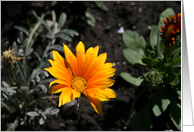 Yellow Daisy & Bee card