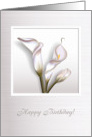 Calla flowers framed with light and shadow, 3-d digital illustration. card