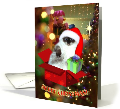 Christmas Cat in Santa Hat card (533431)