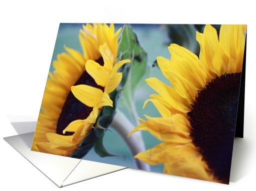 SUNFLOWERS card (429261)