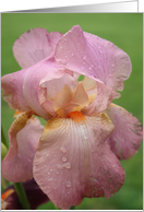 PINK IRIS