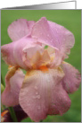 PINK IRIS card