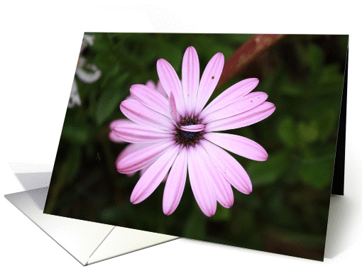PINK DAISY card (429420)