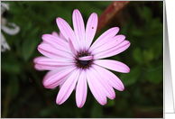 PINK DAISY card