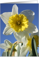 Blue Sky Daffodil