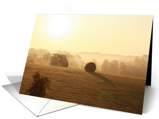 Backyard Hay Bales
 card (429666)