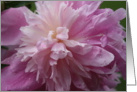 Double Pink Peony card