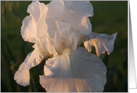 White Iris card