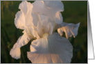 White Iris card