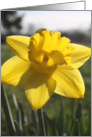 single yellow daffodil card