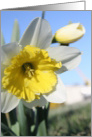 white & yellow daffodils card