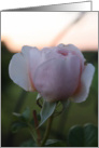 twilight rose bud card