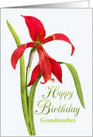 Jubilant Red Lily Birthday For Grandmother card