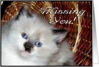 Missing You Kitten in Basket card